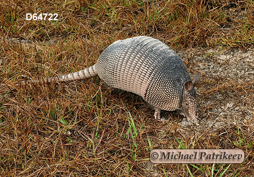 Dasypus novemcinctus